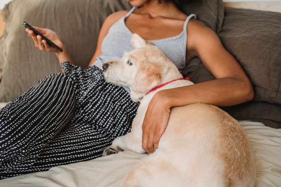 Best Cashback Apps for Pet Supplies in 2026: Chewy, Rakuten, Ibotta & Autoship